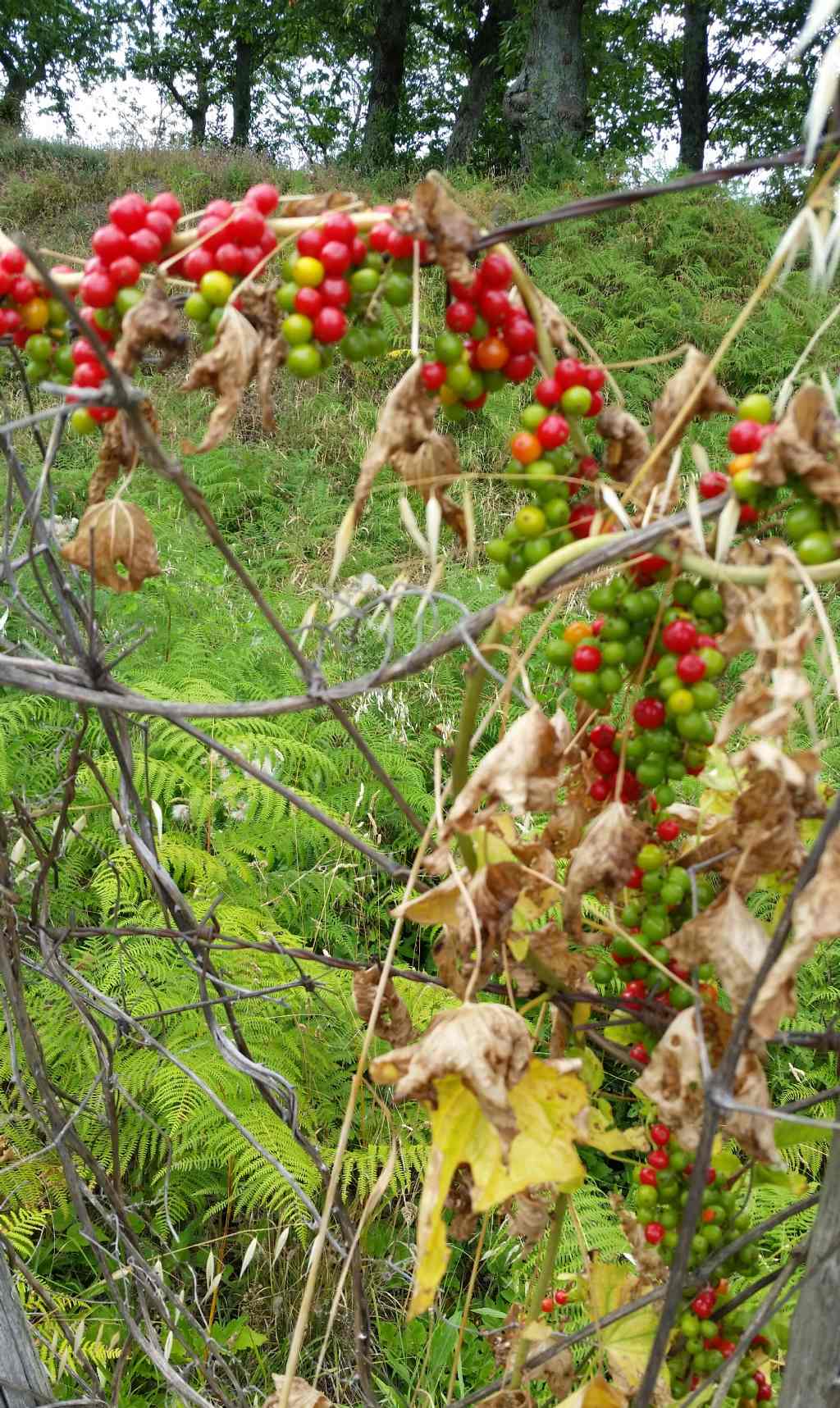 Dioscorea comunista? - Dioscorea communis